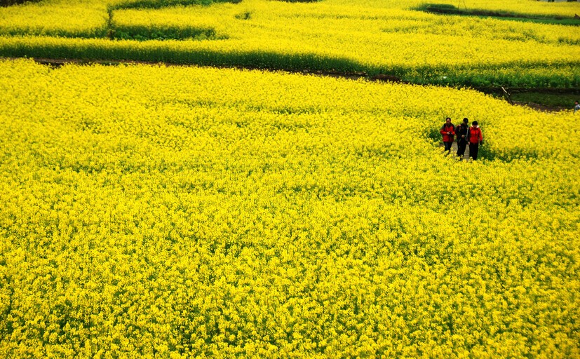 毫无疑问，油菜花是三月开化的主角。开化18万亩油菜花正含苞待赏。今年开化的油菜花有啥看头呢？除了池淮立江畈、长虹台回山、大溪边月岭、齐溪岭里等景点的赏花地外，最美绿叶、大黄鸭、太阳岛等各种创意图案是今年的一大亮点。