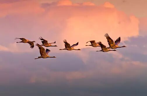 深度好文｜国星的第一桶金居然是因为它？