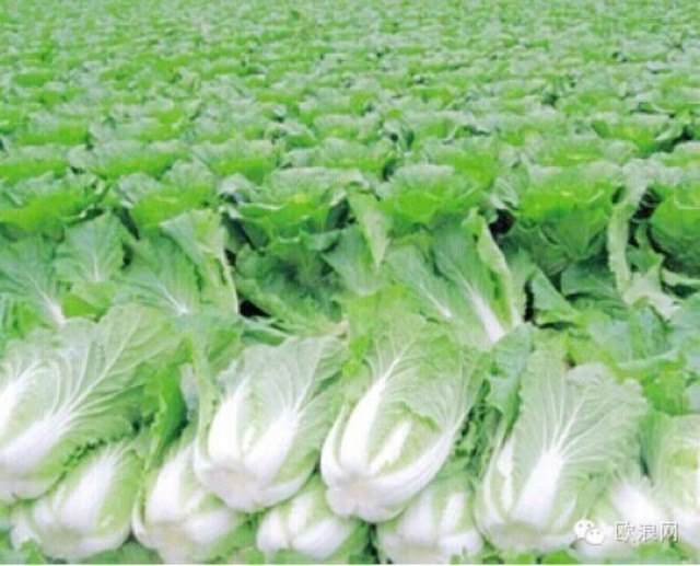 大白菜太可怕了！您绝对想不到...