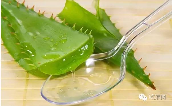【健康】这种植物全身是宝，可防治多种病！你家有吗？