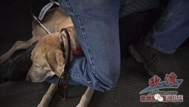 西媒爆华人店员暴打盲女 只因将导盲犬带入店内