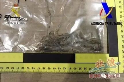 西班牙华人非法携带价值8万欧元43公斤活鳗鱼苗出境被捕