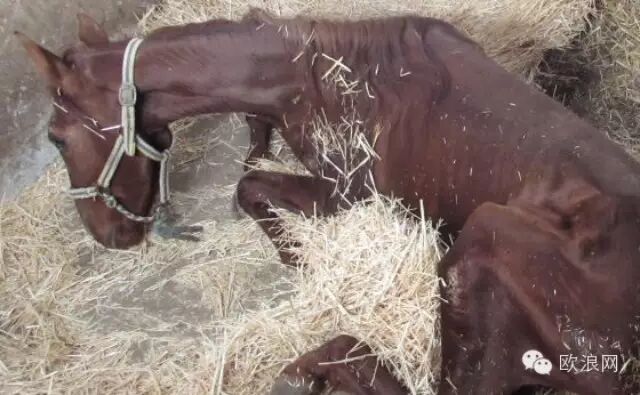 塞维利亚三人因虐待动物被捕 十几只动物濒临死亡