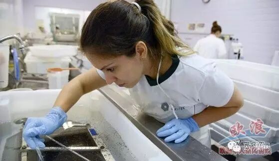 西班牙感染寨卡病毒孕妇生下健康宝宝