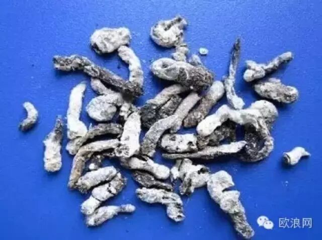 这些东西我们吃了这么多年，竟然都是各种动物的屎……
