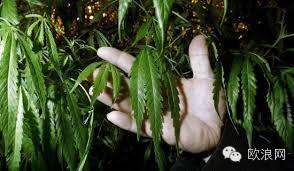 西班牙华人大规模偷种大麻 被警方抓获
