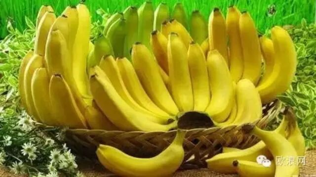 饭前一根香蕉，太厉害了！可是知道的人太少了！