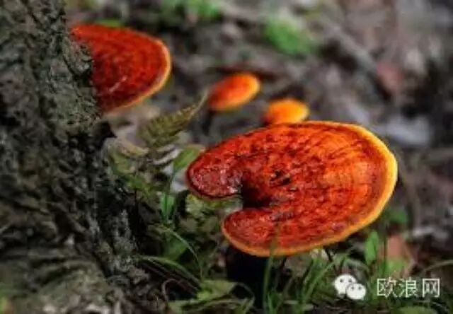 西班牙强推中国美食二：贵族、名流的超级食品——灵芝