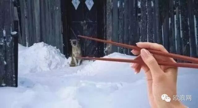 有一种动物，你看了后，八辈子都不会再吃了！