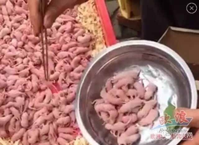 旅西华人微信圈近期传播两段吃食幼鼠视频