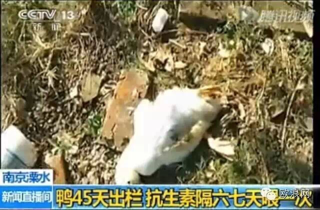 食品丨还能安心吃鸭子不？央视曝光：抗生素隔六七天喂一次！
