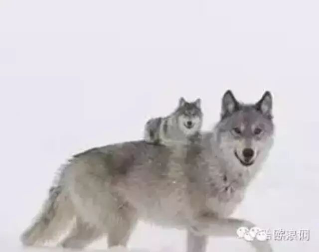 母狼 (影响了很多人一生的故事)