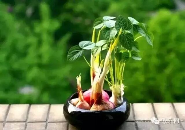 过年吃不完的蔬菜要怎么处理？做些漂亮的盆栽怎么样