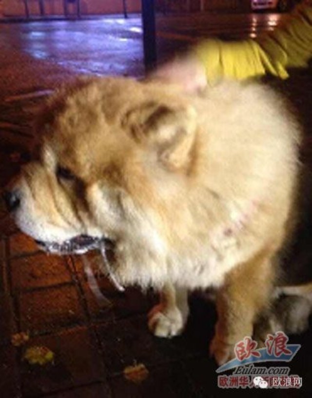 马德里街头现走失宠物狗，华人深夜冒雨寻失主