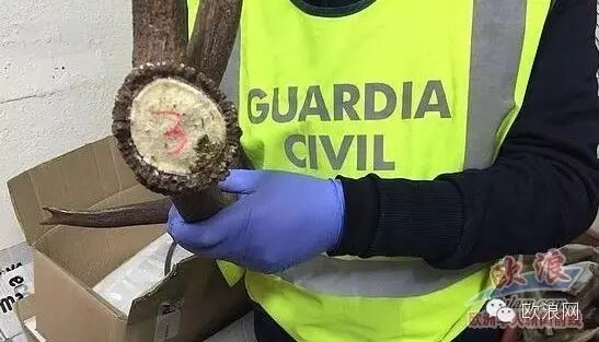 西班牙警方捣毁专门向中国走私鹿茸鹿角团伙