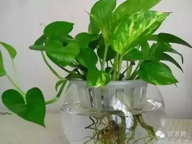 【实用】食盐原来那么厉害！看后所有人都惊呆了