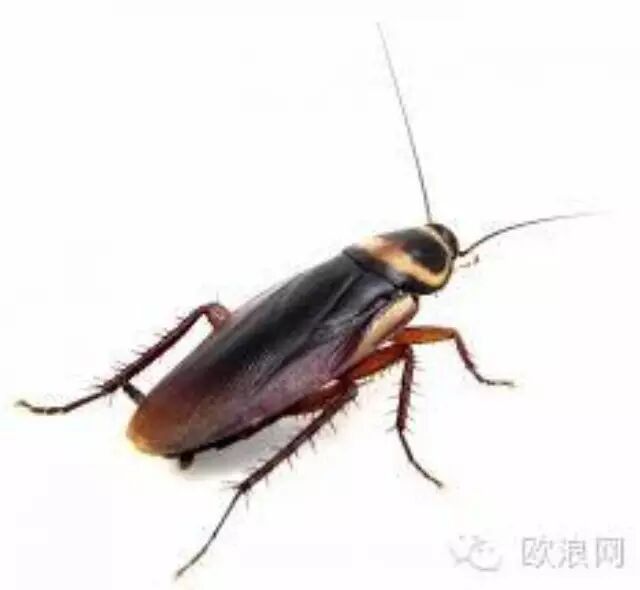 西班牙华人餐厅环境卫生状况令人担忧 酒精炉中竟然跑出蟑螂