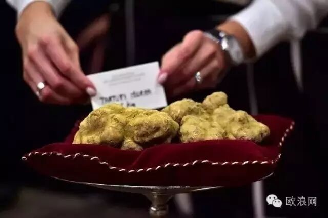 华人10万欧买900克意大利松露值吗？
