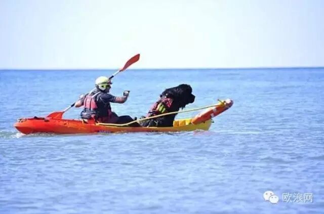 西班牙景区雇佣小狗做救生员 效果佳有望推广