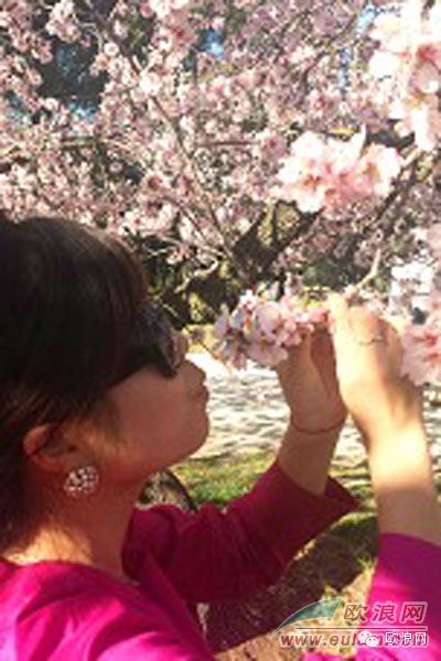 马德里春暖百花开华人踏青赏花忙 清明前为最美赏花季