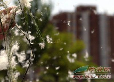 马德里将迎来史上最严重的花粉期 华人先做测试再对症下药
