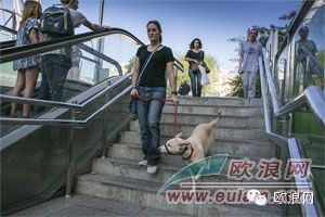巴塞罗那希望在非限定性区域禁止随便遛狗