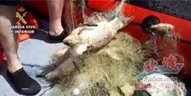 萨拉戈萨一中国人非法捕鱼被宪兵逮捕
