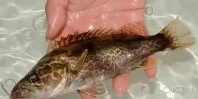 鱼不是你想吃就能吃的！这8种家常鱼不能随便吃