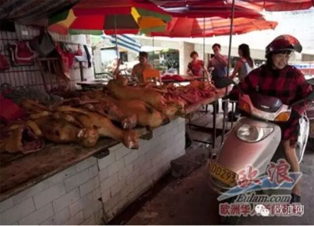 看西媒体如何报道玉林狗肉节 侧重点不一样了，西班牙网友也理智了