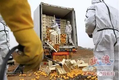 中国销毁20吨西班牙的鲜橙和鲜柠檬