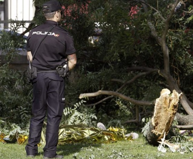 马德里公园树木倒下砸死人 引发安全问题担忧