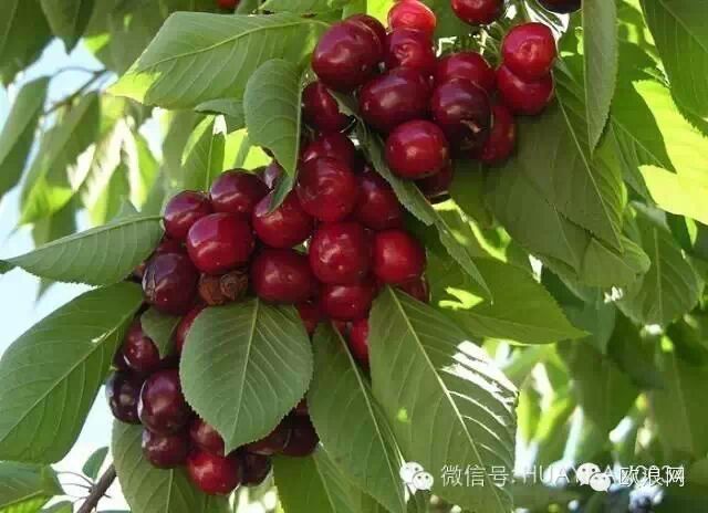 华源周六行：5月16日/23日独家奉上，去摘樱桃+古镇1日游了！59欧/人 赠送亲手摘的樱桃2KG！！