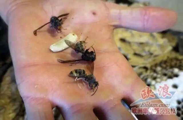 中国原产“亚洲大黄蜂”入侵西班牙 破坏生态系统