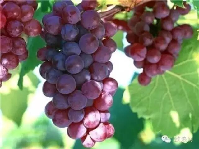 【养生】血虚会失眠，8种有效补血安神的食物！