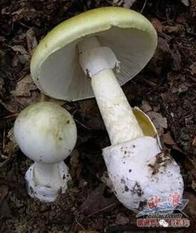 西班牙一妇女误食从山上摘来的剧毒草菇后中毒身亡