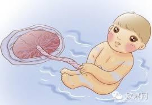 西班牙将研究使用脐带血治愈艾滋病 已有成功案例