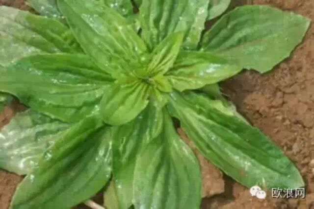 ★这些野菜随处可挖，都是抗癌大王，再不收藏就错过了
