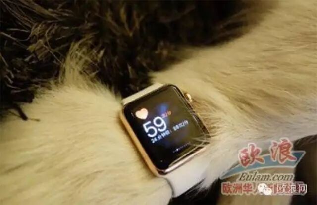 西媒报道：王思聪给宠物狗配Apple Watch   网友吐槽：我们还没见到的正品被狗戴了