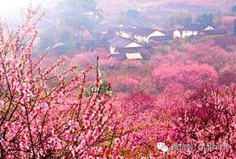 位于桂林恭城西岭乡,春季节,红粉菲菲的桃花,沾带晨露,漫山遍野地