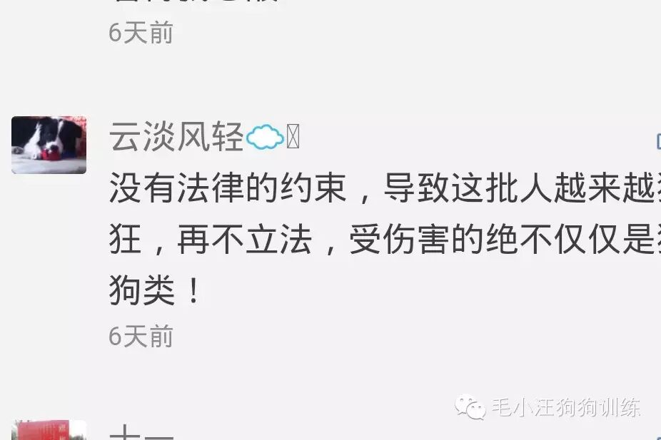 羞羞羞!狗狗在怀孕63天里发生的那些事儿……-怀孕期