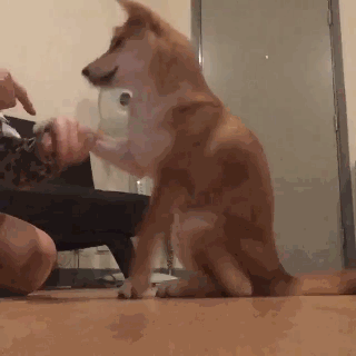 我只是长着一张狗狗的脸,其实我和麻麻一样都是人类呢