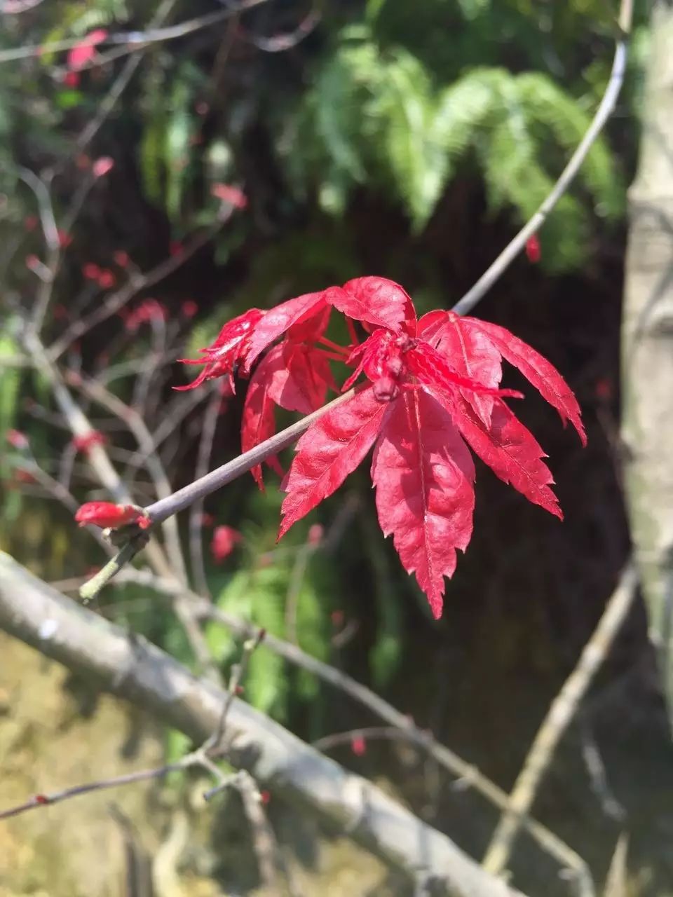 【中国贵谷】春天里!