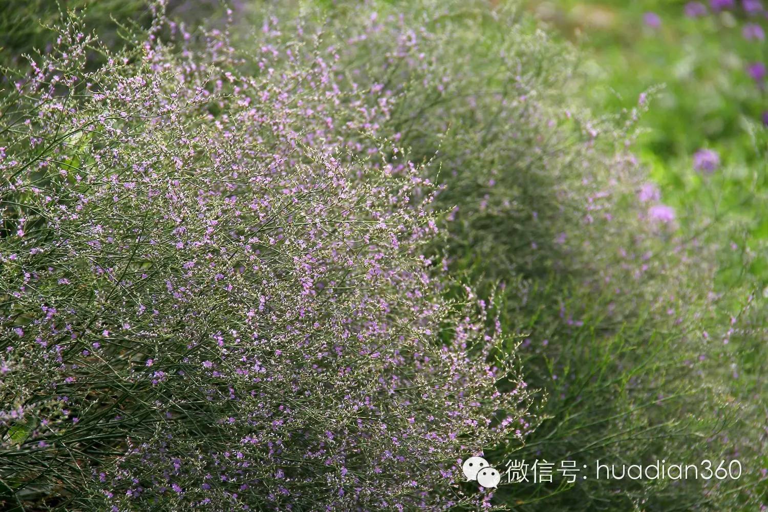 必转 别再问这是什么花了 常见的129种都在这里