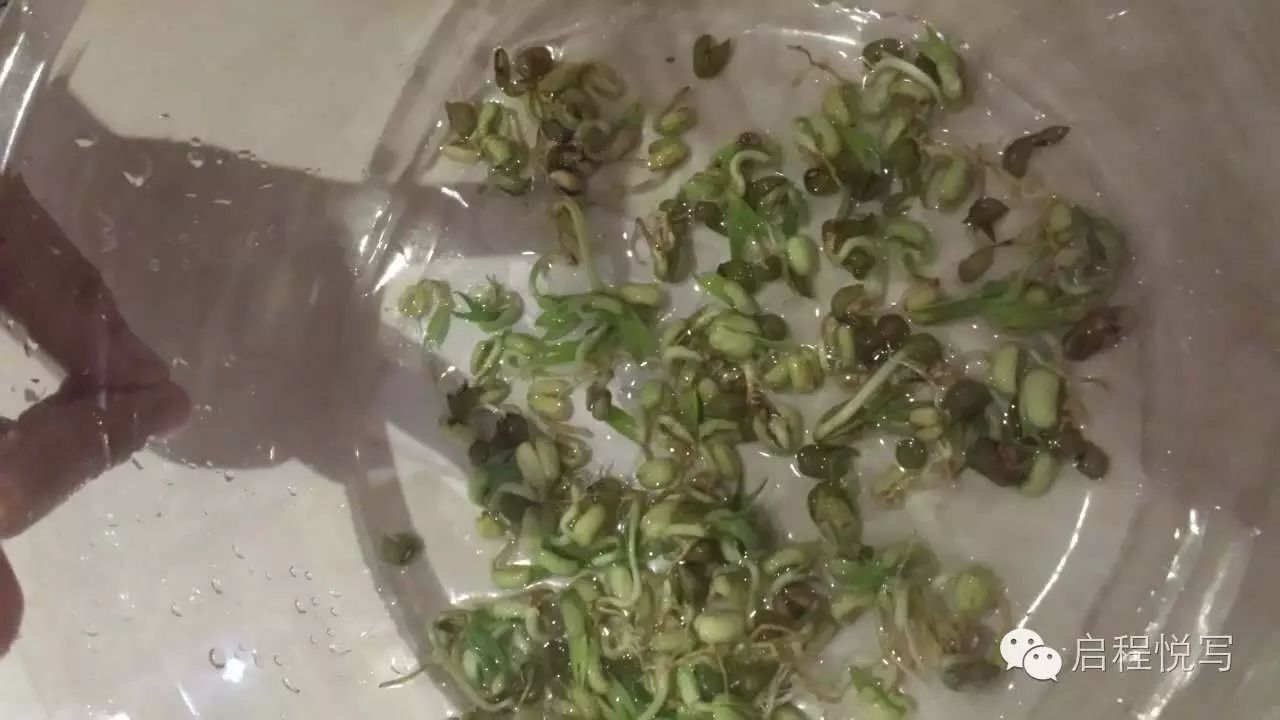 觀察日記綠豆發芽_觀察綠豆發芽的日記400字_綠豆發芽觀察日記8天