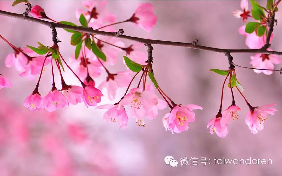 花花世界超全台湾四季赏花攻略