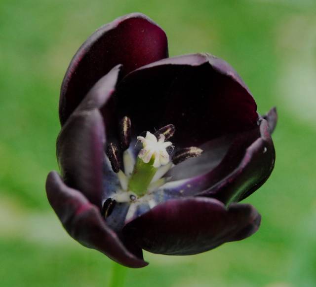 八种黑色鲜花，你都见过吗？