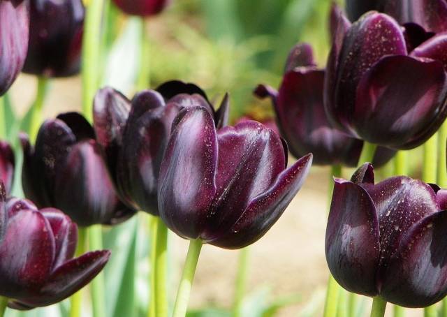 八种黑色鲜花，你都见过吗？