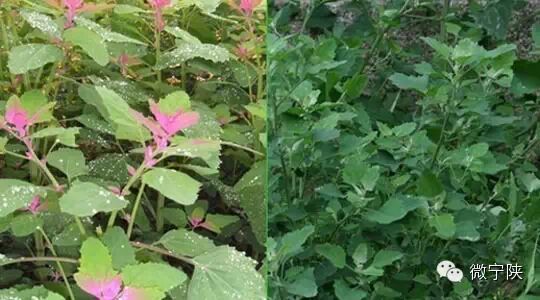 一种野菜治一种病 - 笑看人生 - 笑看人生