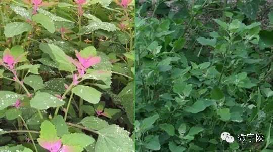 《【转载】一种野菜治一种病》 - 了了 - 聊斋誌矣 一种野菜治一种病 - 吉祥如意 - 吉祥如意