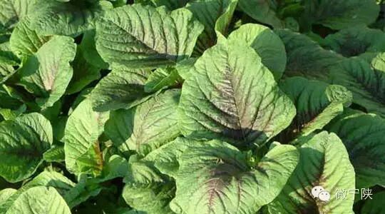 一种野菜治一种病 - 笑看人生 - 笑看人生